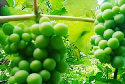 পাহাড়ে বিদেশি ফলে সয়লাভ,  হারিয়ে যাচ্ছে দেশীয় ফল