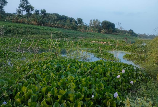 মাছ শিকারে হারাচ্ছে মাথাভাঙ্গা নদীর নব্যতা, নিধন হচ্ছে মাছের পোনা  