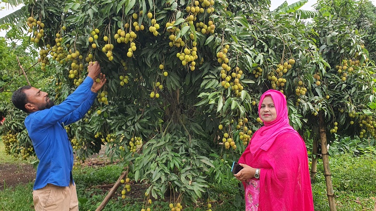 ১৩ কোটি টাকার লিচু বিক্রি, ভালো ফলনে খুশি বাগান মালিক