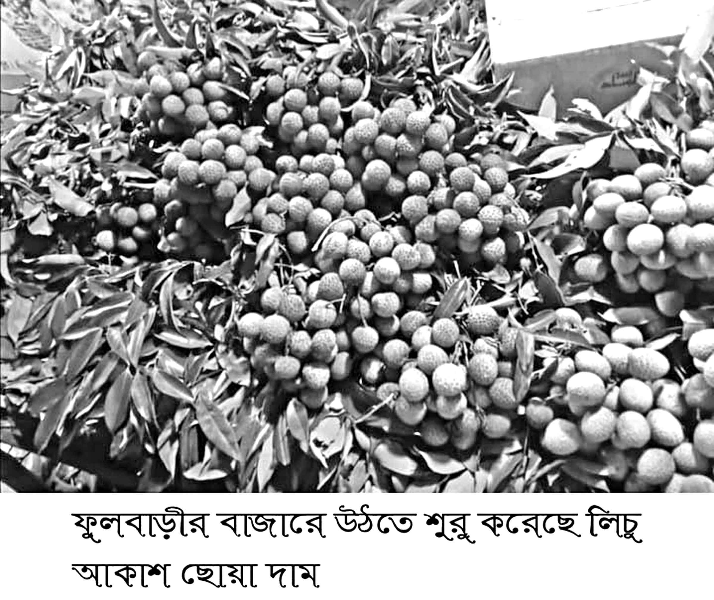 ফুলবাড়ীতে অনাবৃষ্টির কারণে কমেছে লিচুর ফলন