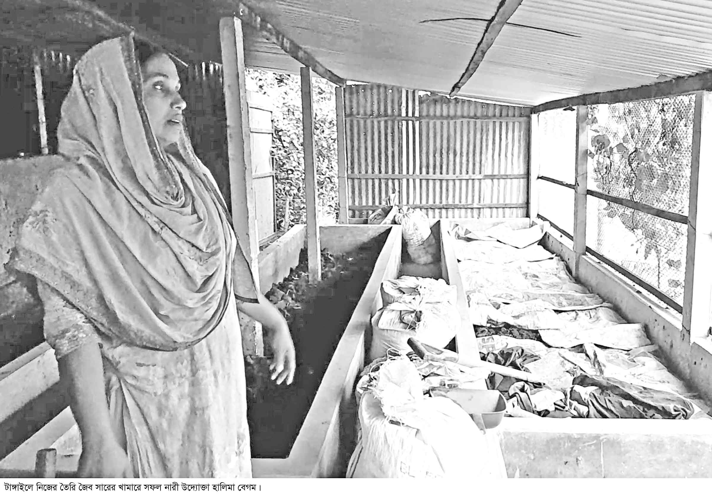 টাঙ্গাইলে জৈব সারে ভাগ্য বদল হালিমার