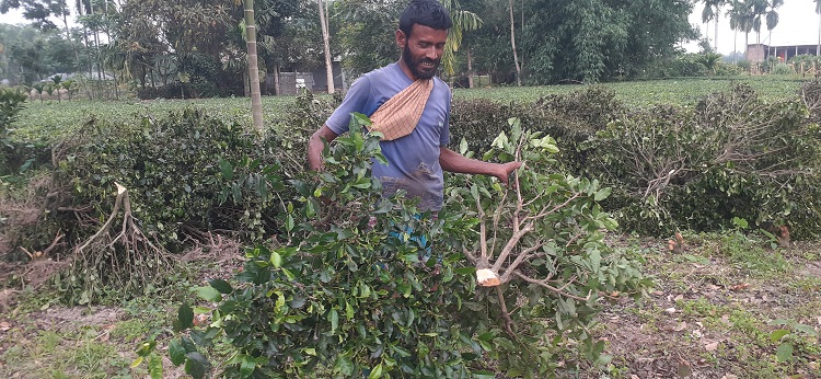 যে কারণে বাগান কেটে ফেলছেন তেঁতুলিয়ার চা চাষিরা