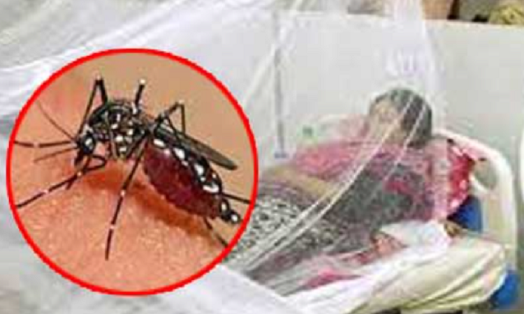 ডেঙ্গুতে মৃত্যু ২, হাসপাতালে ভর্তি ১৪৭ রোগী