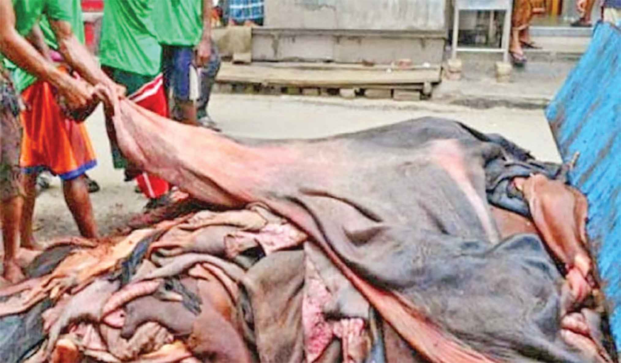 কোরবানির ঈদ গরুর চামড়া প্রতি বর্গফুট ১২০ টাকা নির্ধারণের দাবি