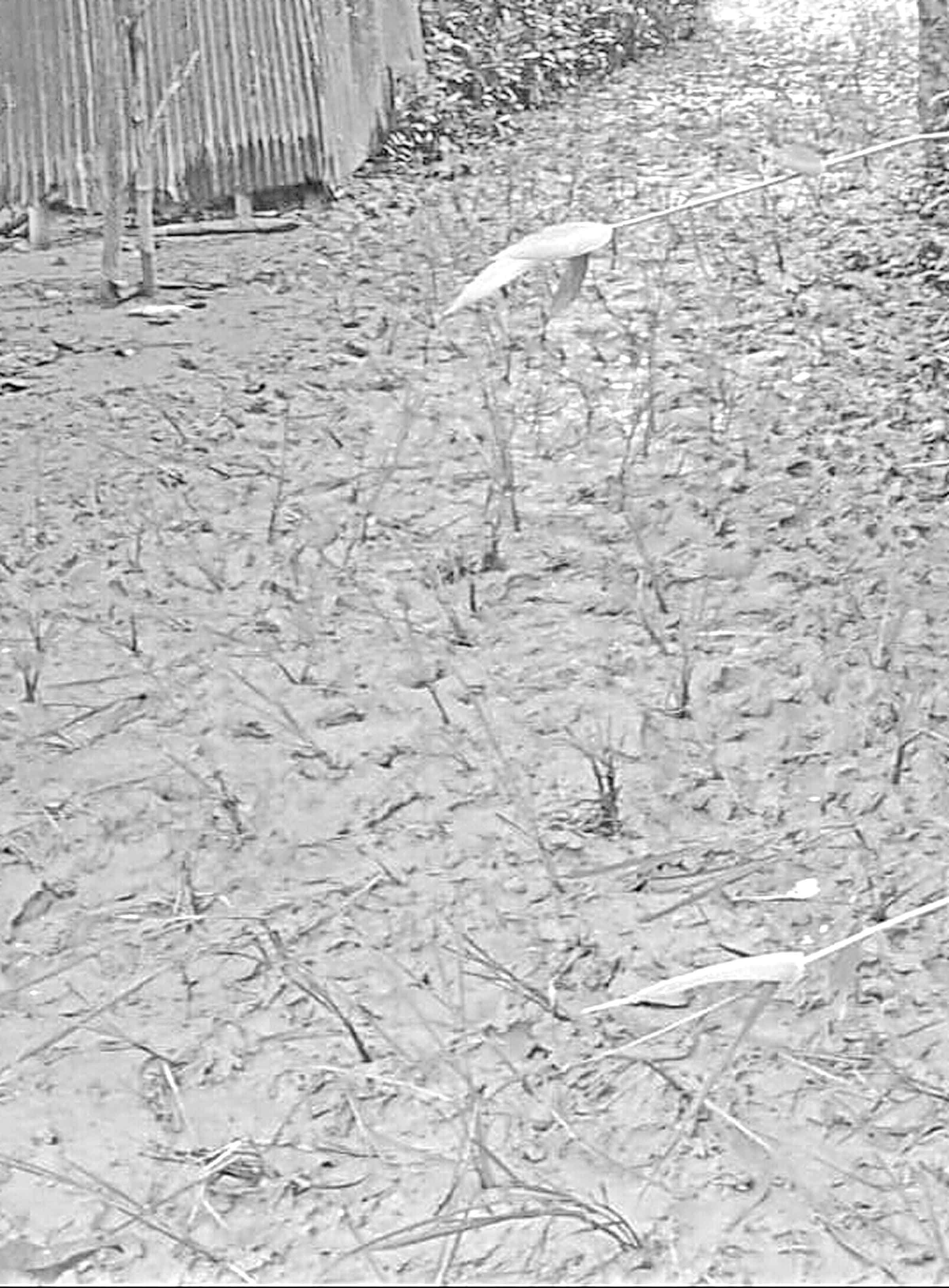 হোসেনপুরে এক কিমি কাঁচা রাস্তায় চরম দুর্ভোগ