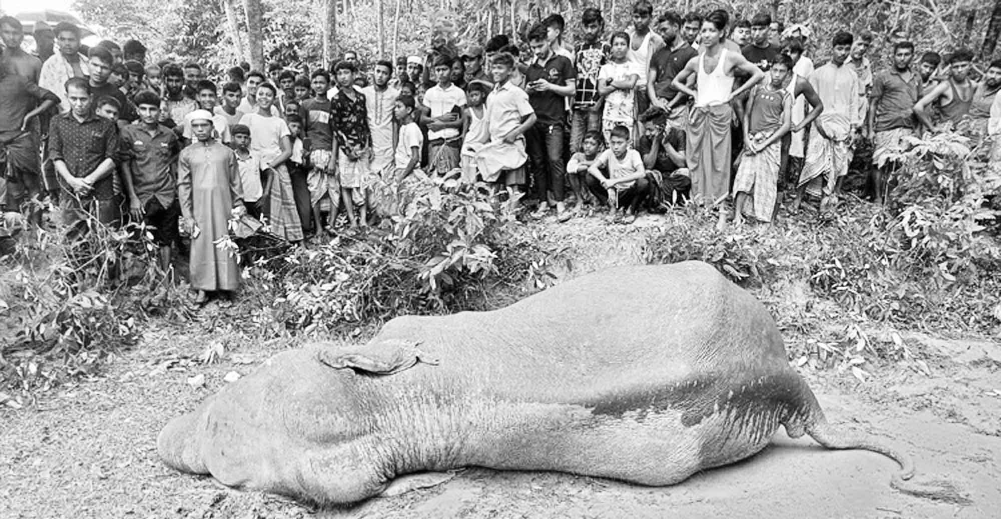 পাহাড় থেকে নেমে আসা অসুস্থ হাতির মৃতু্য