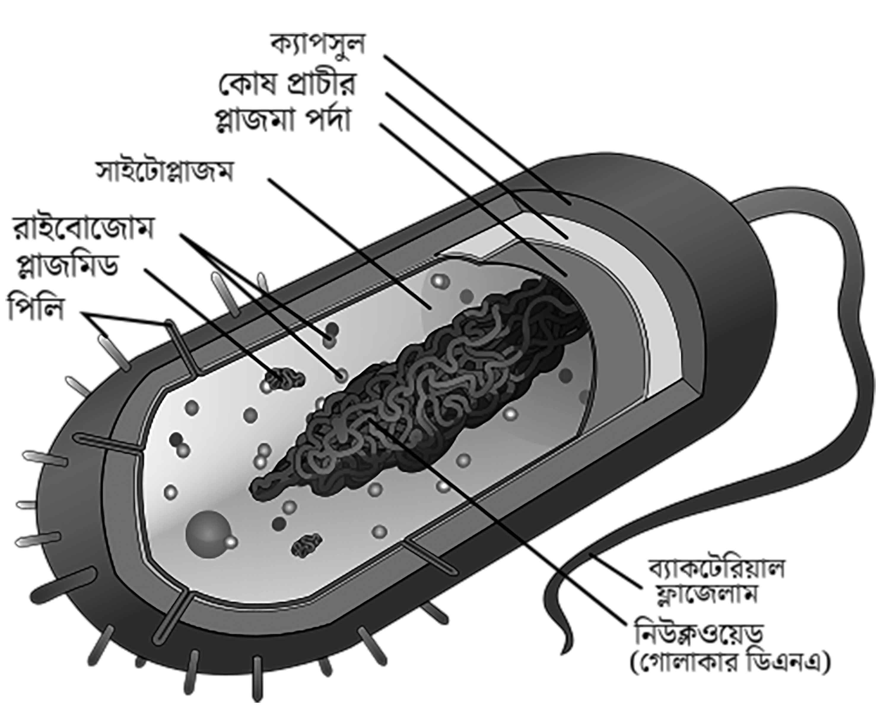 অষ্টম শ্রেণির বিজ্ঞান