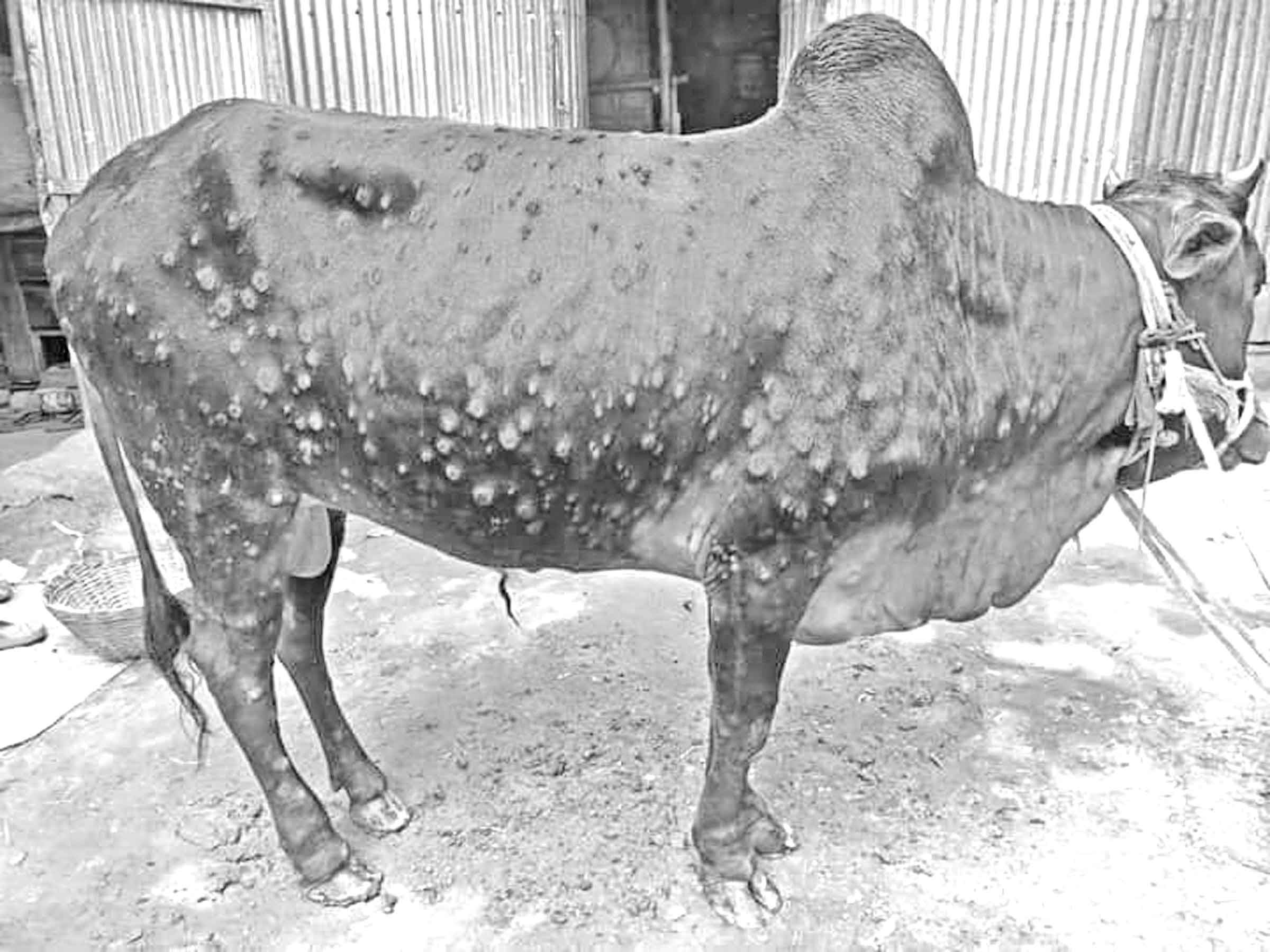 ভয়ংকর হয়ে উঠছে গরুর লাম্পি স্কিন রোগ