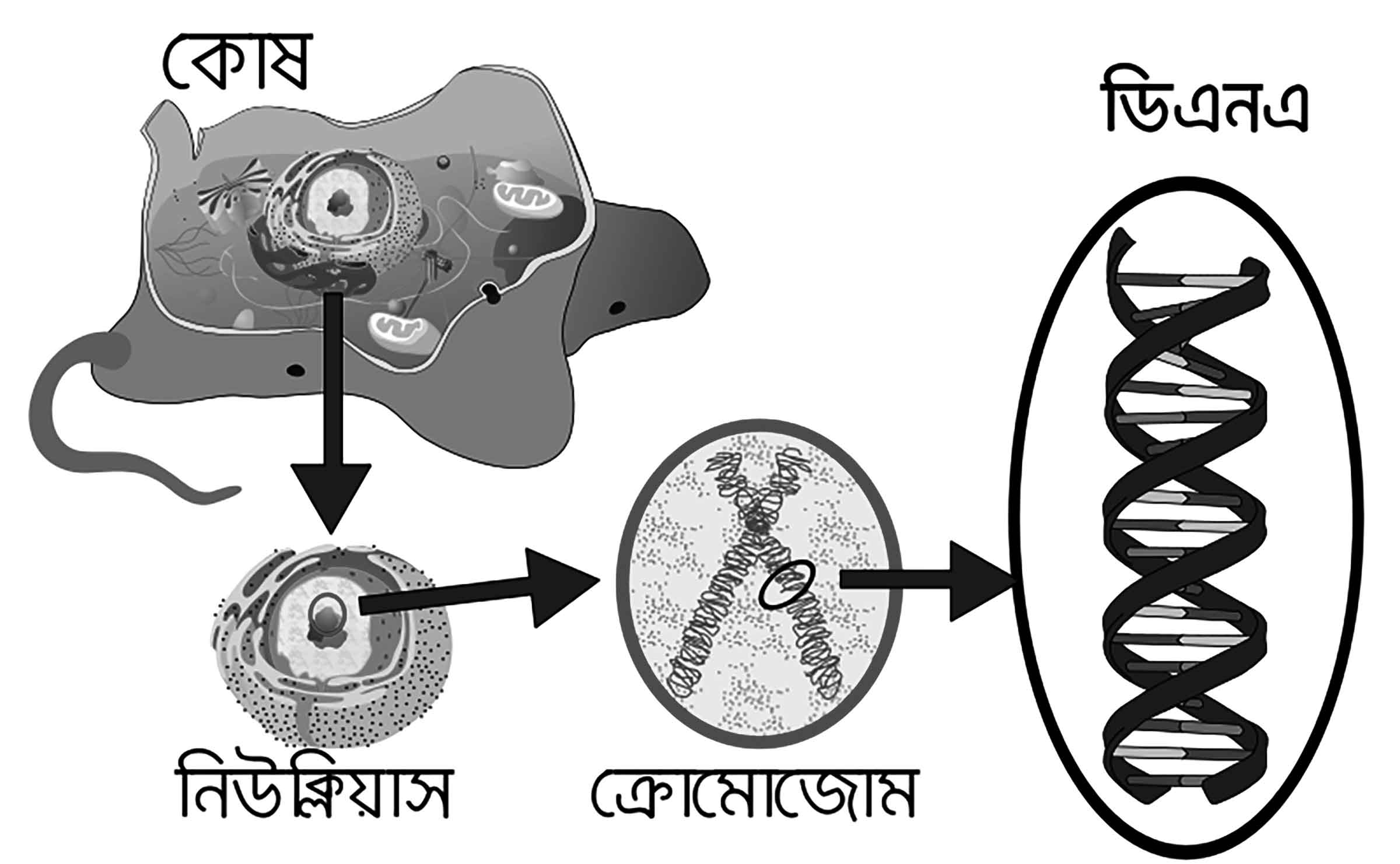 অষ্টম শ্রেণির বিজ্ঞান