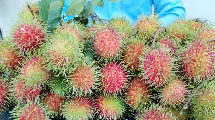 পাহাড়ে রাম্বুটান চাষে অর্থনৈতিক সম্ভাবনা 