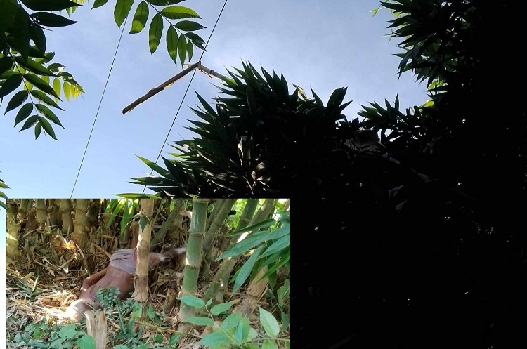 বাঁশে বিদ্যুতায়িত হয়ে প্রাণ গেল বৃদ্ধের! 