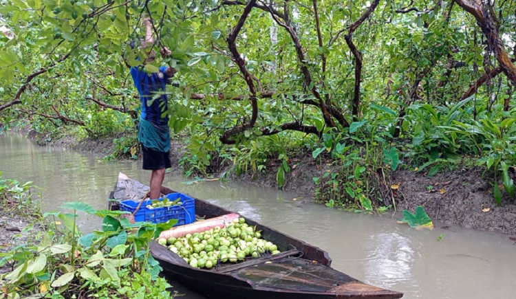অনাবৃষ্টির প্রভাব ঝালকাঠির পেয়ারায়
