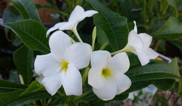 নাগচম্পার সৌন্দয্যে বিমোহীত শিক্ষার্থীরা    