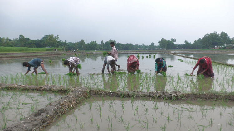 ভাদ্রের বৃষ্টি কৃষকের জন্য আশীর্বাদ