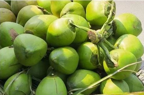 ডাব কেনাবেচায় রাখতে হবে রশিদ, দাম বেশি নিলে ব্যবস্থা