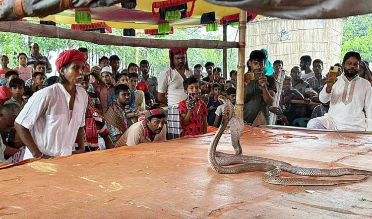 ভেড়ামারায় গ্রাম বাংলার ঐতিহ্য সাপ খেলা
