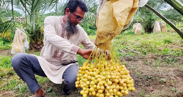 খাগড়াছড়ির ১৩ একর ভুমিতে মরুভূমির খেজুর চাষ 