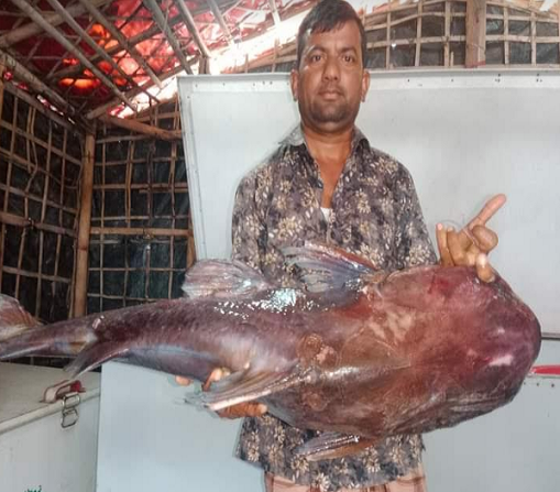কুতুবদিয়ায় ধরা পড়ল ১৫ কেজির গুইজ্জা মাছ