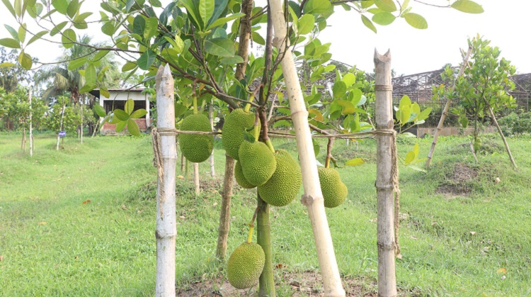 নতুন জাত বারি কাঁঠাল-৬