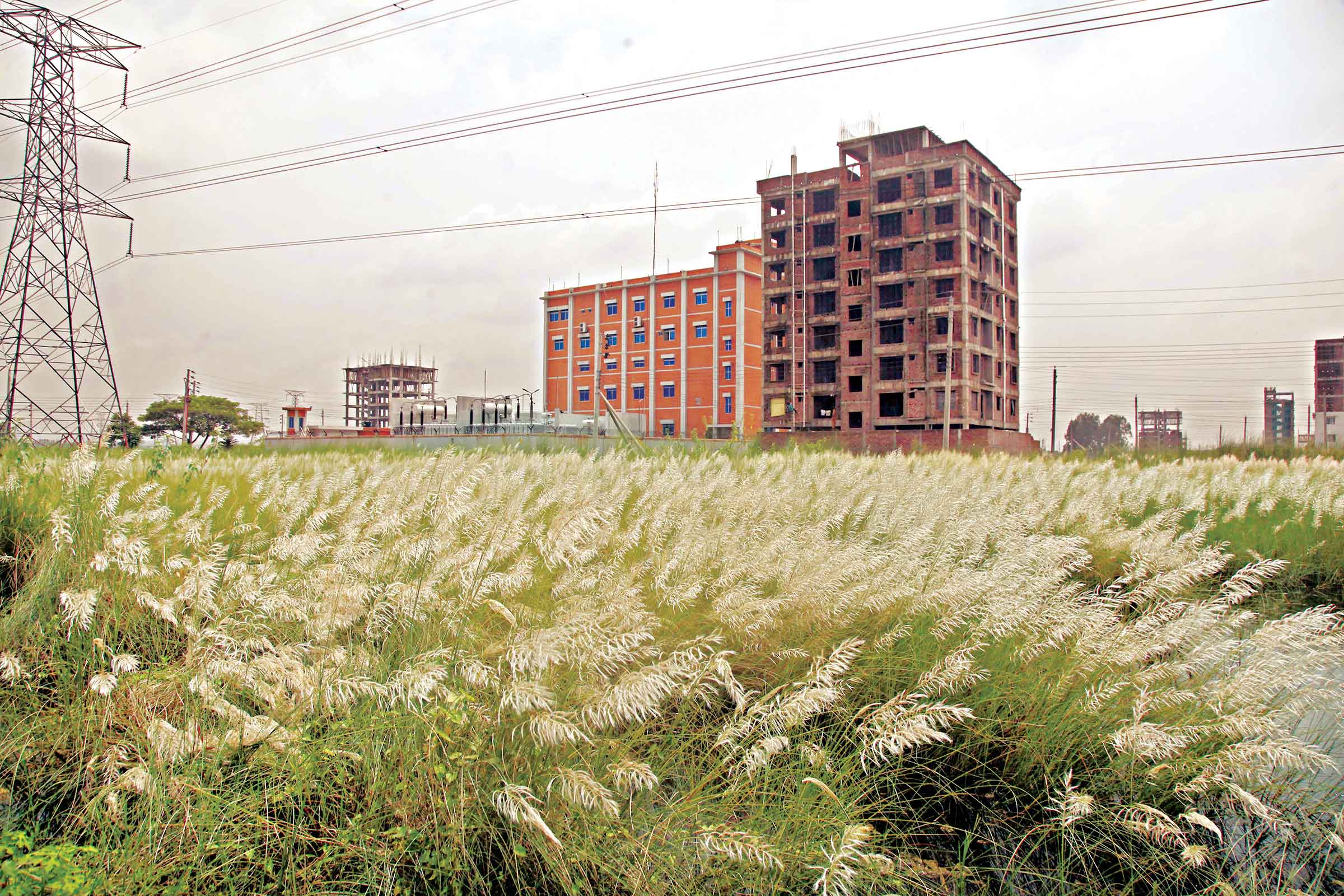 নগরে কাশফুলের মুগ্ধতা