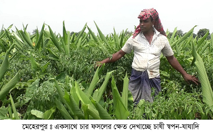 মেহেরপুরে একই জমিতে এক সাথে চার ফসলের আবাদ 