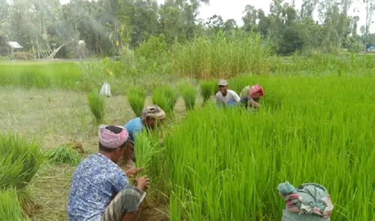 বন্যার ক্ষতি পুষিয়ে নিতে কৃষকদের ঘুরে দাঁড়ানোর চেষ্টা