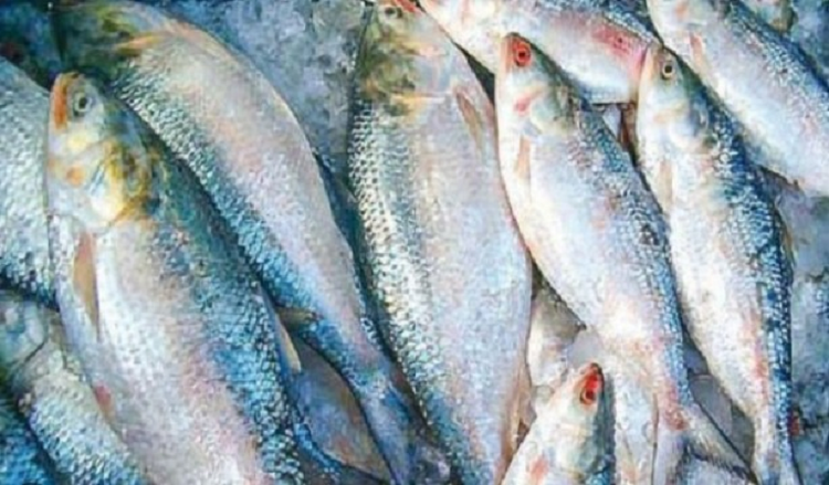 দুর্গাপূজায় ভারতে যাচ্ছে ৪ হাজার টন ইলিশ 