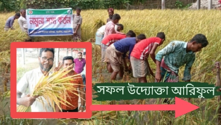 কুতুবদিয়ায় ব্রি-৭৫ ধানের নমুনা শস্য কর্তন, উদ্যোক্তা আরিফের সাফল্য