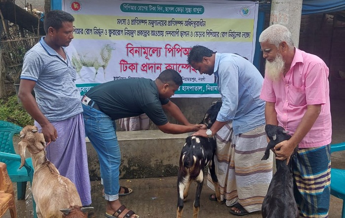নিয়ামতপুরে বিনামূল্যে পিপিআর টিকা পেয়ে খুশি ছাগল চাষী