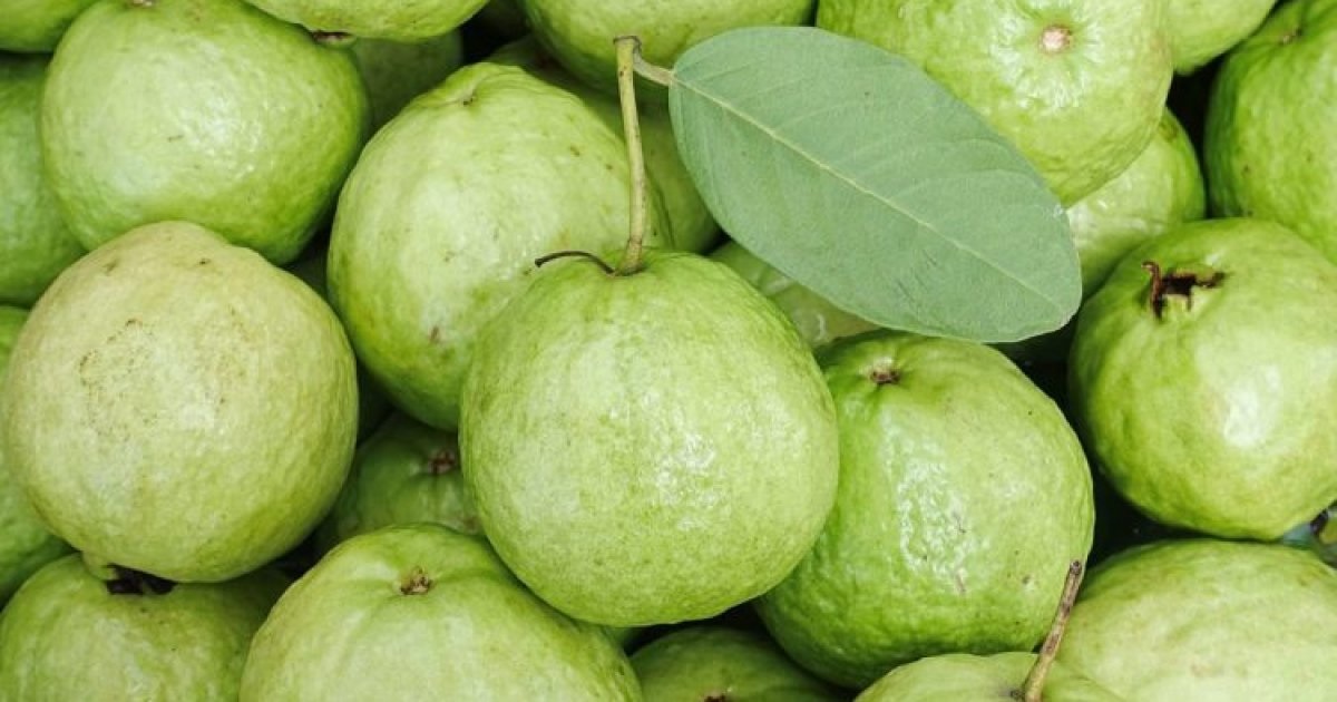 পেয়ারার স্বাস্থ্য উপকারিতা