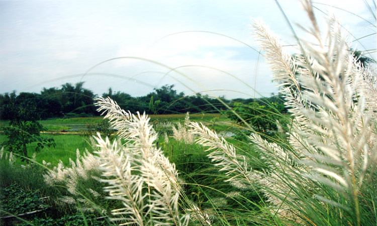 ঋতুকন্যা হেমন্তের মিষ্টি দিন এলো প্রকৃতিতে