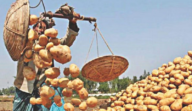 অবশেষে আলু আমদানির সিদ্ধান্ত