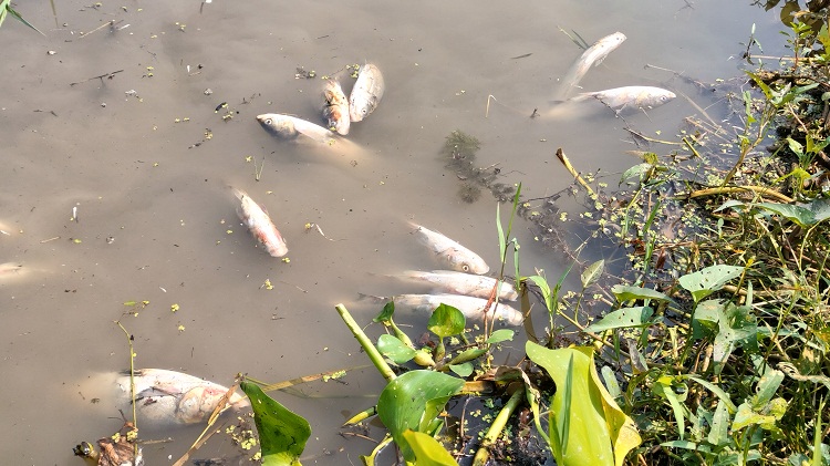 টুকু মিয়ার স্বপ্ন শেষ দৃর্বৃ্ত্তদের বিষে... 