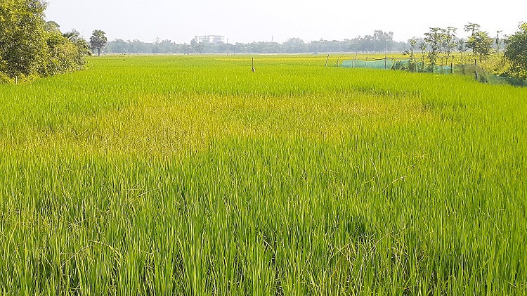 নাঙ্গলকোটে আমনের খেতে পাতা মোড়ানো পোকার আক্রমণ