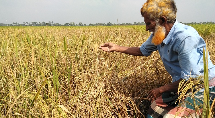 দৌলতপুরে আমন ক্ষেতে কারেন্ট পোকার আক্রমণে কৃষকের কপালে চিন্তার ভাঁজ