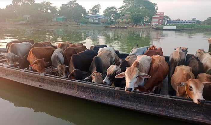 মধ্যনগর সীমান্তে চোরা কারবারি ও মাদকের রমরমা ব্যবসা