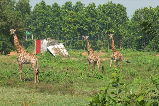 গাজীপুরের সাফারী পার্কে এক জিরাফের মৃত্যু