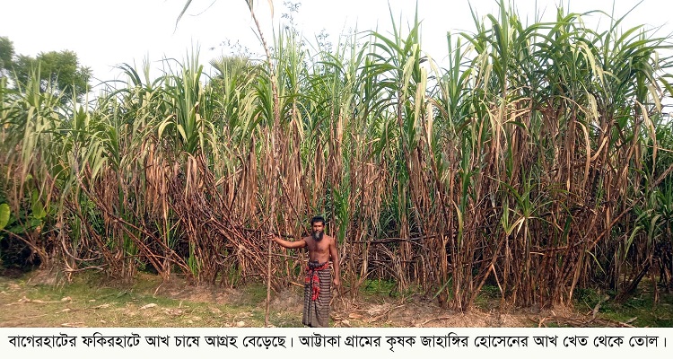 ফকিরহাটে আখ চাষে আগ্রহ বেড়েছে কৃষকদের