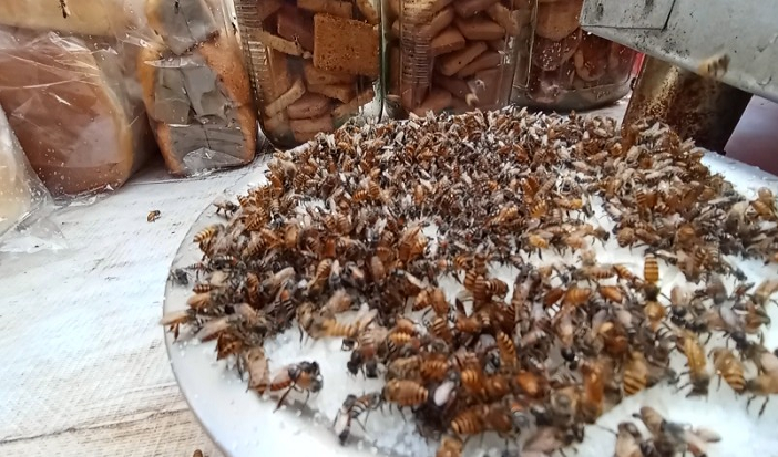 কৃত্রিম খাদ্যের দিকে ছুটছে মৌমাছি