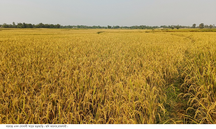  বরেন্দ্রের মাঠজুড়ে সোনালী স্বপ্নের ছড়াছড়ি