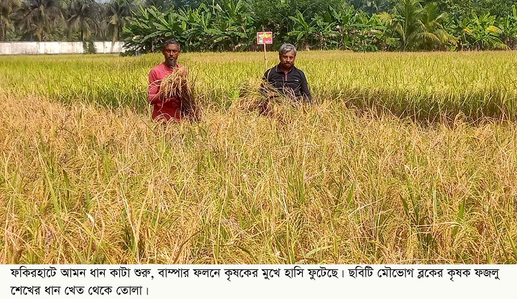 ফকিরহাটে আমন ধান কাটা শুরু, ভাল ফলনে কৃষকের মুখে হাসি