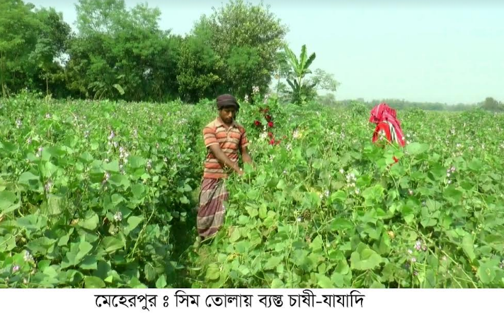 মেহেরপুরে শীতকালীন আগাম শিম চাষে ফলন বিপর্যয়