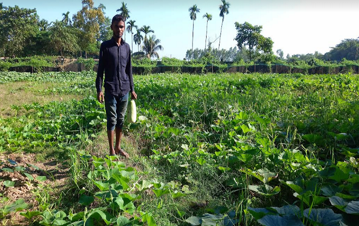 লাউ চাষে তৃপ্তির হাসি কৃষক নিজাম উদ্দিনের