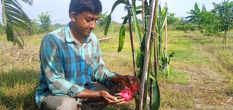 নয়ন জুড়ানো নয়নের মিশ্র ফলের বাগান