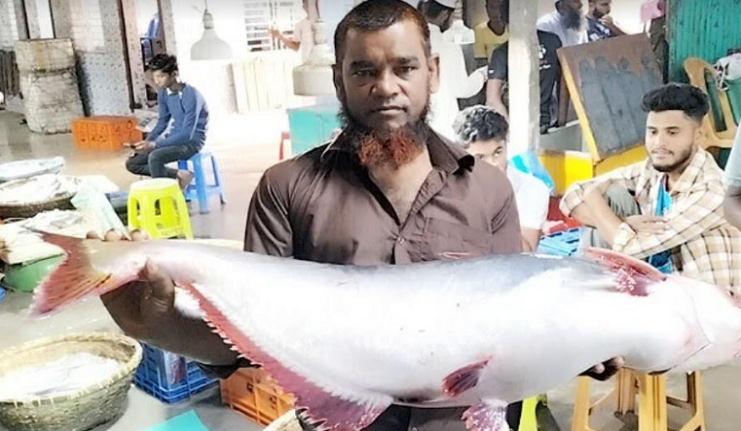 পদ্মায় ধরা পড়লো ১৩ কেজির পাঙাশ