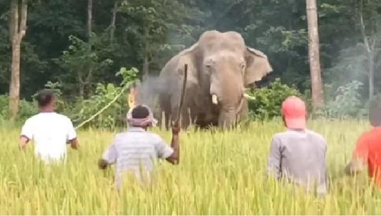 শেরপুরের সীমান্তবাসী বন্যহাতির আক্রমনে পাকা ধান তছনস 