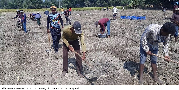 গোবিন্দগঞ্জে ফাঁকা জমিতে চলছে আলু চাষ