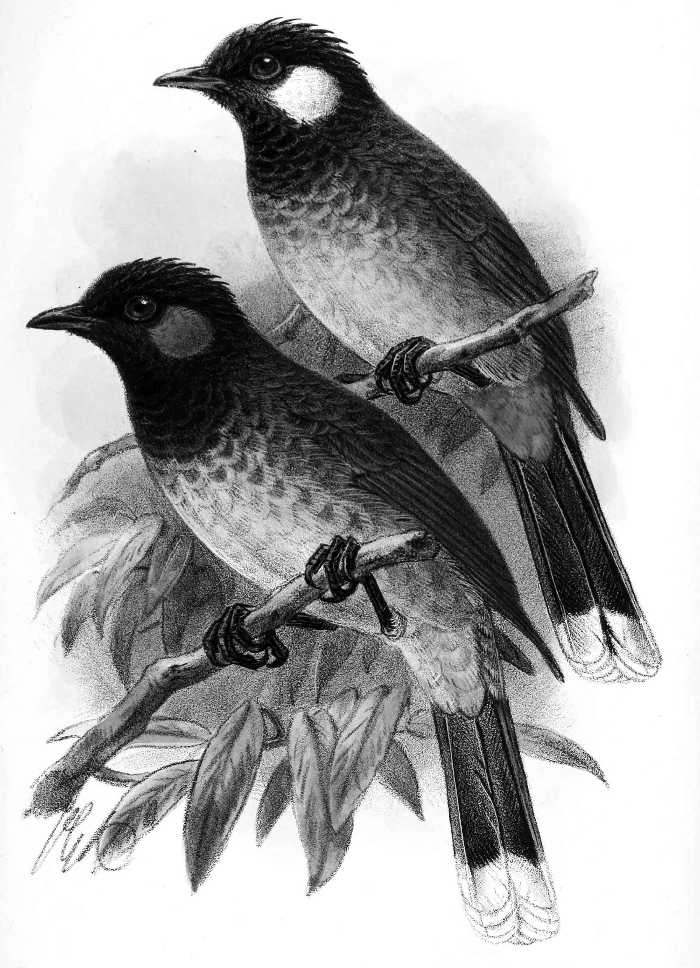 চতুর্থ শ্রেণির পড়াশোনা