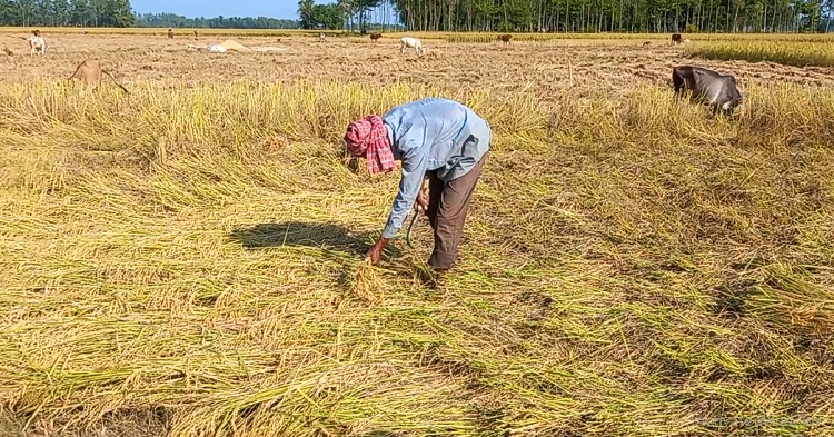 জগন্নাথপুরে আমনের বাম্পার ফলন, ভালো দামের প্রত্যাশা কৃষকের