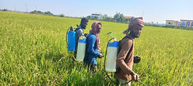 কারেন্ট পোকার আক্রমনে দিশেহারা আমন চাষীরা